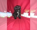 Small Photo #15 Yorkshire Terrier Puppy For Sale in LAPEER, MI, USA
