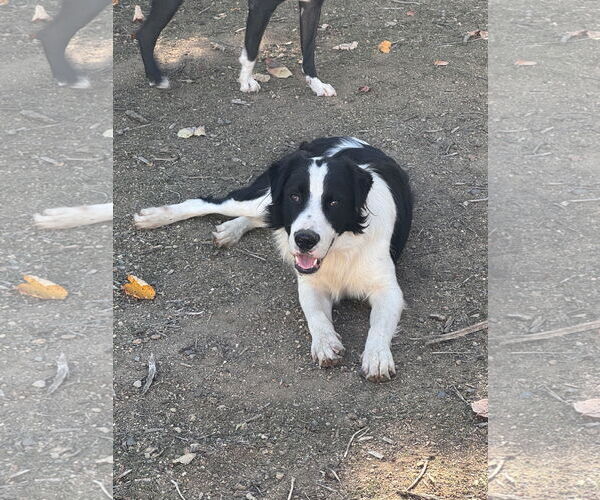 Medium Photo #6 Australian Shepherd-Unknown Mix Puppy For Sale in Lake Elsinore, CA, USA