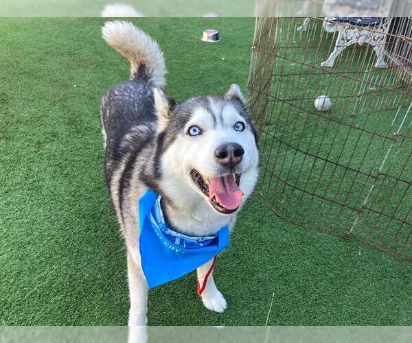 Medium Photo #2 Siberian Husky Puppy For Sale in Orange, CA, USA