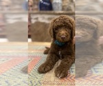 Puppy Ivy Goldendoodle