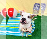 Small #3 American Pit Bull Terrier Mix