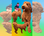 Small Photo #1 Goldendoodle Puppy For Sale in RIALTO, CA, USA
