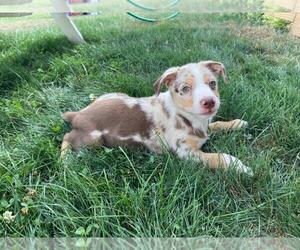Australian Shepherd-Unknown Mix Puppy for sale in JEROMESVILLE, OH, USA