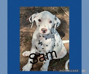 Dalmatian Puppy for Sale in LINCOLNTON, Georgia USA