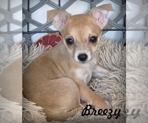 Chihuahua-Unknown Mix Dogs for adoption in Chino Hills, CA, USA