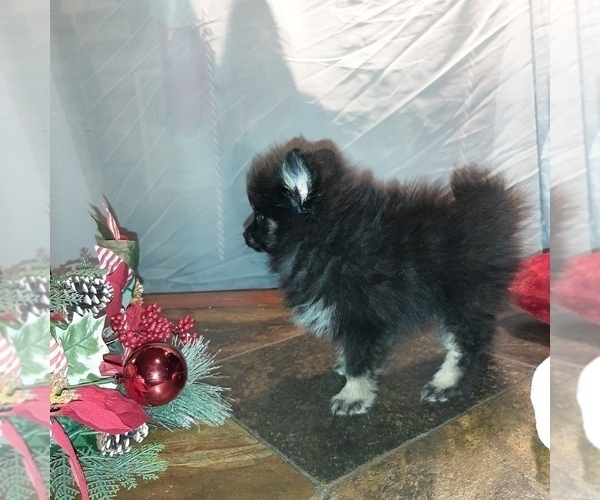 Medium Photo #5 Pomeranian Puppy For Sale in CARTHAGE, TX, USA