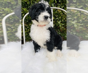 Bernedoodle Puppy for sale in CARNESVILLE, GA, USA