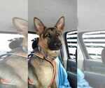 Small Photo #1 German Malinois Puppy For Sale in DILLWYN, VA, USA