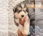 Small Photo #26 Siberian Husky Puppy For Sale in KANSAS CITY, MO, USA