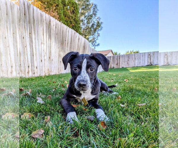Medium Photo #2 Border-Aussie Puppy For Sale in Sandy, UT, USA
