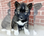 Small Photo #4 Siberian Husky Puppy For Sale in CO SPGS, CO, USA