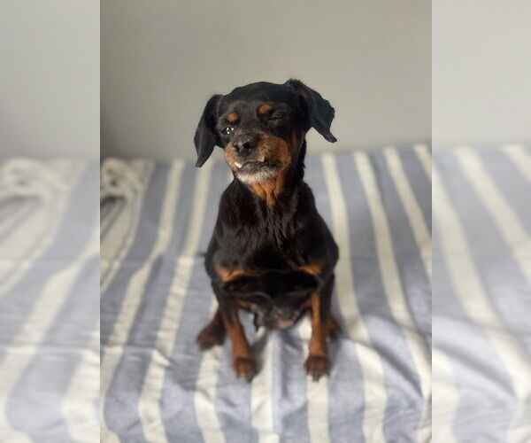 Medium Photo #1 Chihuahua-Unknown Mix Puppy For Sale in Oak Bluffs, MA, USA