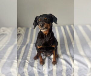 Chihuahua-Unknown Mix Dogs for adoption in Oak Bluffs, MA, USA