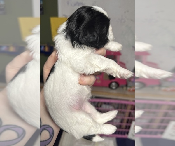 Medium Photo #3 ShihPoo Puppy For Sale in WOODLEAF, NC, USA