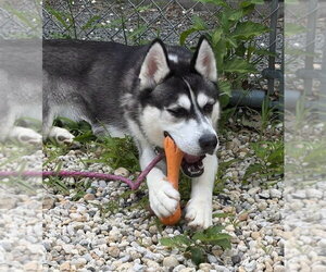 Siberian Husky Dogs for adoption in Manahawkin, NJ, USA
