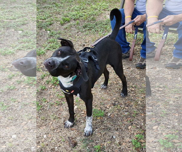 Medium Photo #2 Mutt Puppy For Sale in Bandera, TX, USA