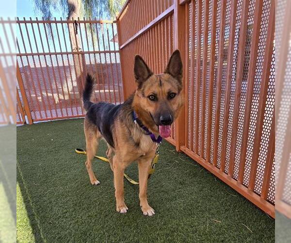 Medium Photo #1 German Shepherd Dog-Unknown Mix Puppy For Sale in Las Vegas, NV, USA