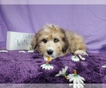Small Photo #39 Bernedoodle-Poodle (Toy) Mix Puppy For Sale in BLACK FOREST, CO, USA