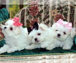 Maltese Puppy for sale in WARREN, MI, USA