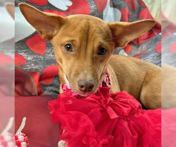 Medium Photo #17 Chihuahua-Unknown Mix Puppy For Sale in Arlington, VA, USA
