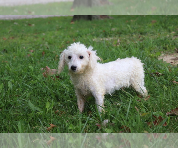 Medium Photo #2 Maltipoo Puppy For Sale in SHILOH, OH, USA
