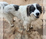 Small #2 Great Pyrenees Mix