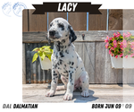 Small Photo #43 Dalmatian Puppy For Sale in GOSHEN, IN, USA