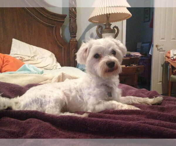 Medium Photo #1 Mauzer Puppy For Sale in DACULA, GA, USA