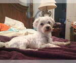 Small Photo #1 Mauzer Puppy For Sale in DACULA, GA, USA