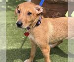 Small #6 Labrador Retriever Mix