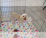 Small #9 Poodle (Toy)