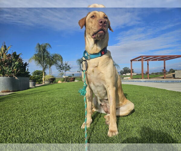 Medium Photo #3 Labrador Retriever Puppy For Sale in Clovis, CA, USA