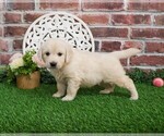 Small #4 English Cream Golden Retriever