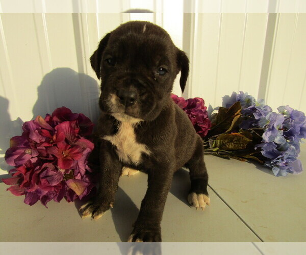 Medium Photo #12 Cane Corso Puppy For Sale in EMPIRE STATE, NY, USA