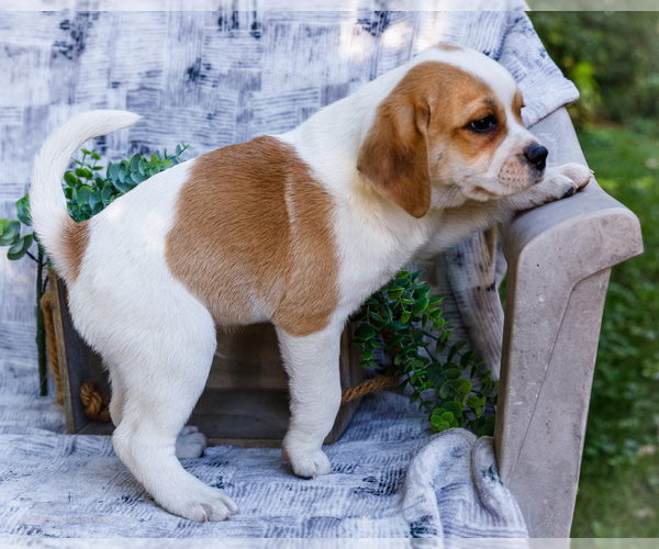 Medium Photo #34 Puggle Puppy For Sale in WAKARUSA, IN, USA