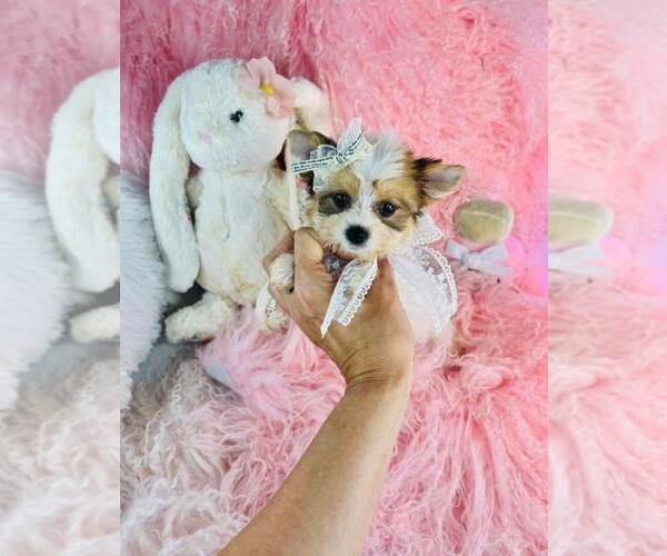 Medium Photo #17 Yorkshire Terrier Puppy For Sale in FORT LAUDERDALE, FL, USA