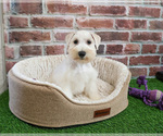 Small #6 Schnauzer (Miniature)
