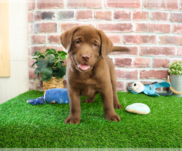 Medium Photo #3 Labrador Retriever Puppy For Sale in SYRACUSE, IN, USA