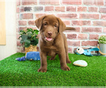 Small #2 Labrador Retriever