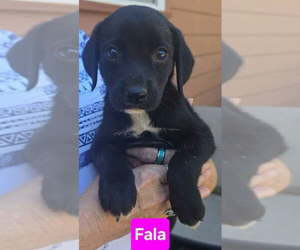 Medium Photo #2 Labrador Retriever-Unknown Mix Puppy For Sale in Alexander, AR, USA