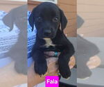 Small #1 Labrador Retriever Mix