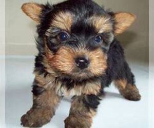 Yorkshire Terrier Puppy for sale in BATAVIA, OH, USA