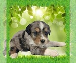 Small Photo #21 Bernedoodle (Miniature) Puppy For Sale in BLACK FOREST, CO, USA