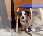 Small #6 Beagle Mix