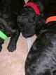 Small Photo #5 Goldendoodle Puppy For Sale in FREDERICKSBURG, VA, USA