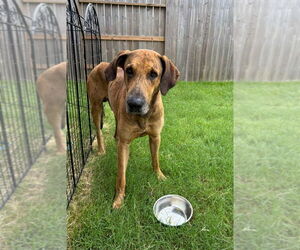 Great Dane Dogs for adoption in Bullard, TX, USA