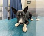 Small Huskies  Mix