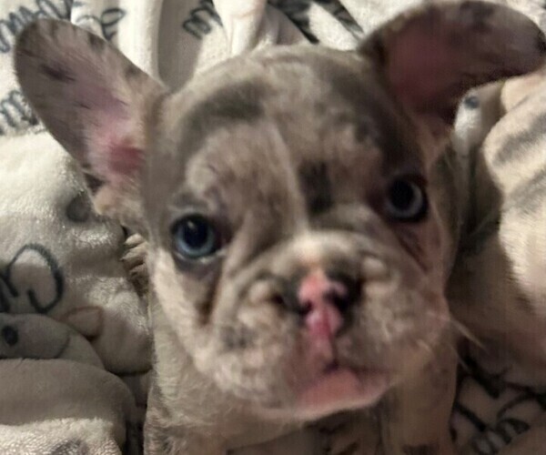 Medium Photo #1 French Bulldog Puppy For Sale in ALMO, KY, USA