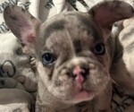 Puppy Rosie French Bulldog