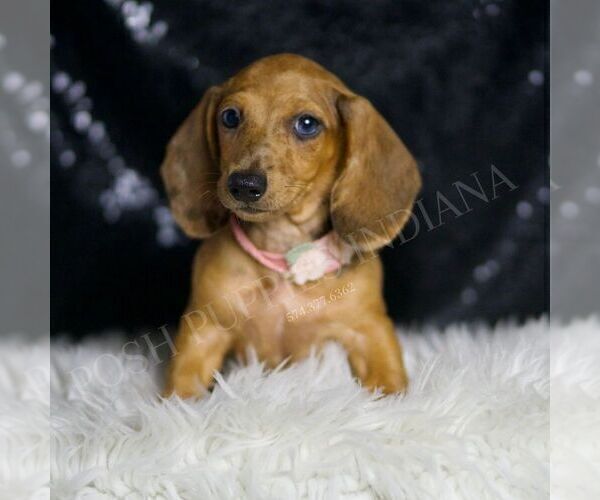 Medium Photo #1 Dachshund Puppy For Sale in WARSAW, IN, USA